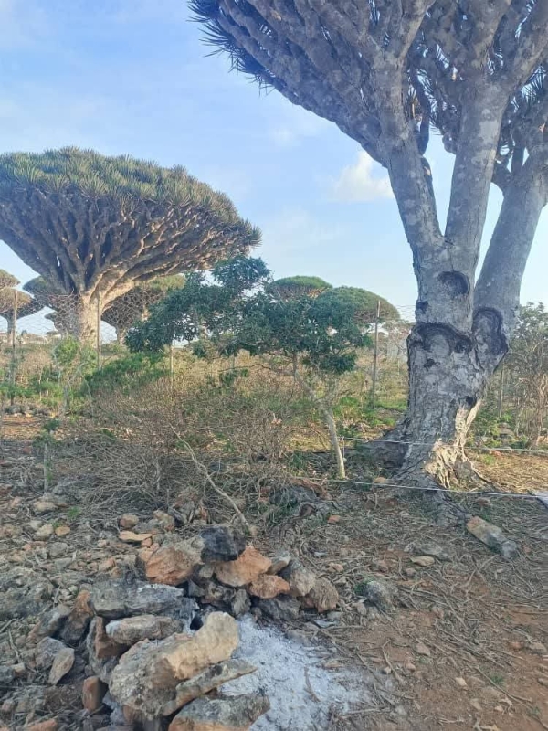 مخاوف يمنية من إدراج جزيرة سقطرى ضمن قائمة التراث العالمي الخطر بسبب التجاوزات